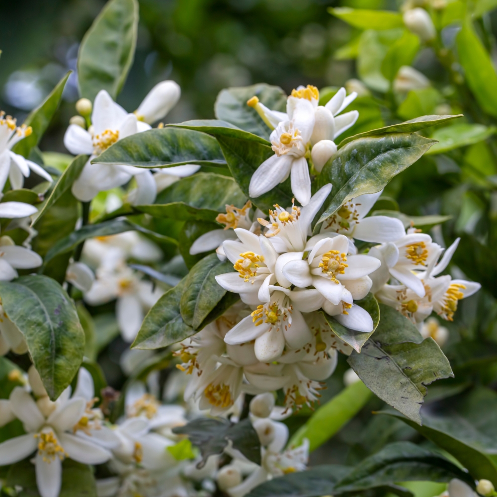 flor de limonero